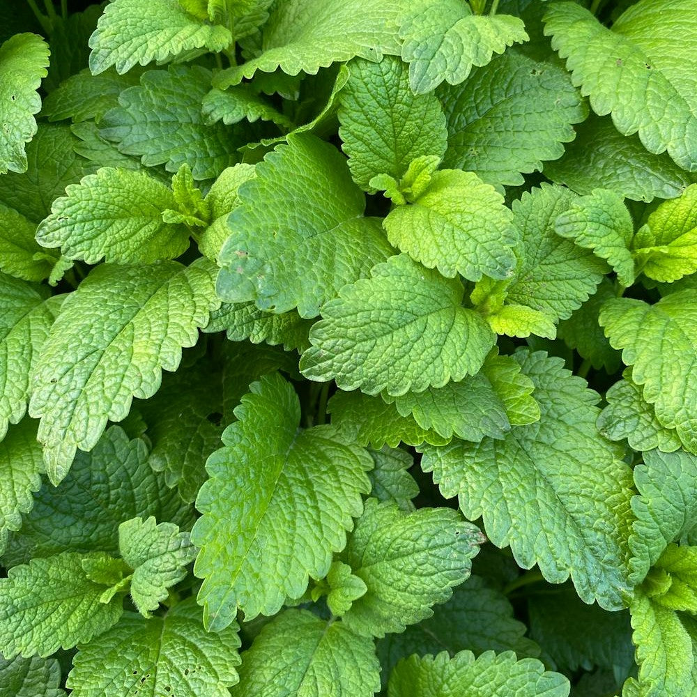 Peppermint Essential Oil
